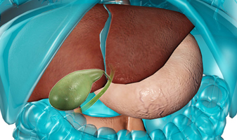 Gallbladder